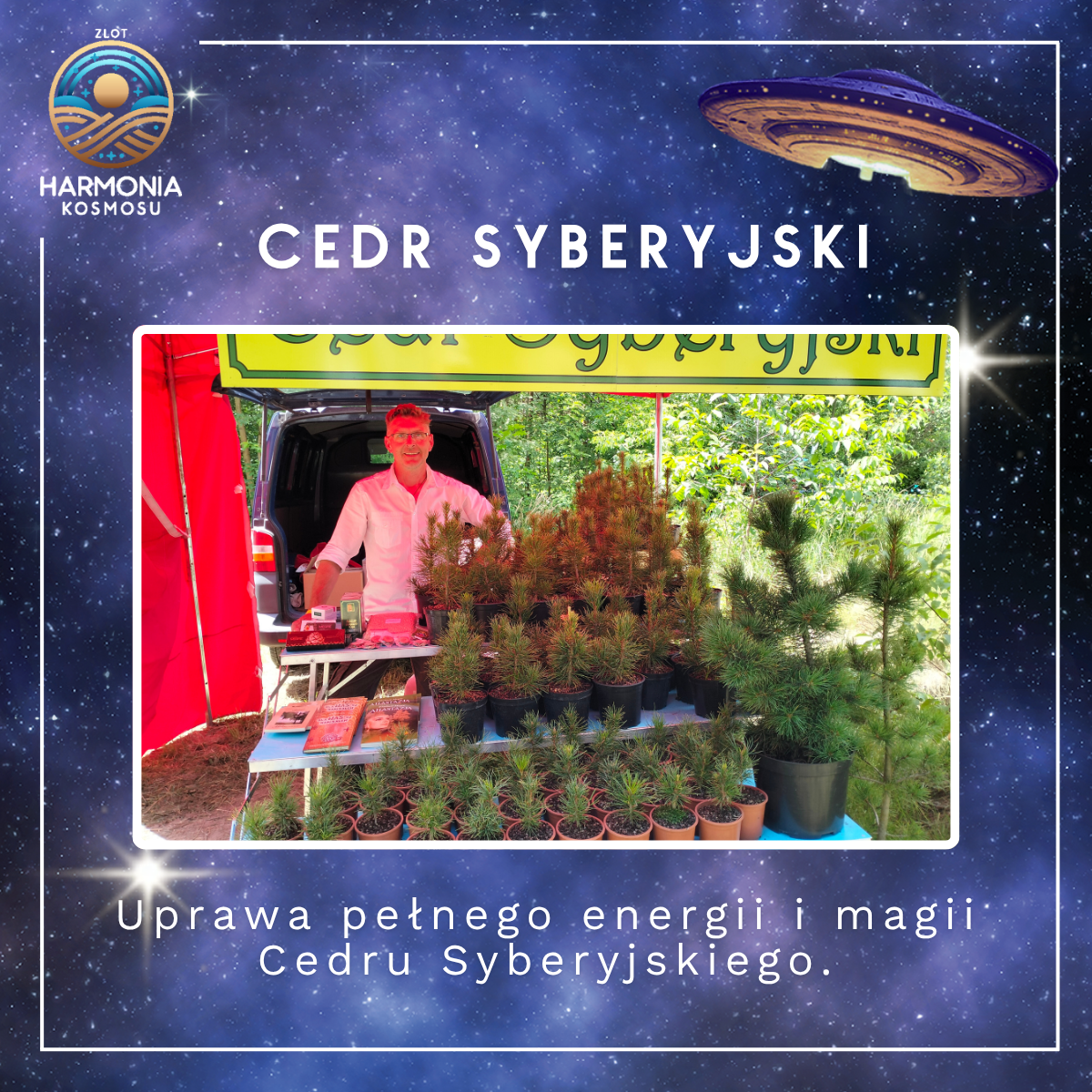 Cedr Syberyjski